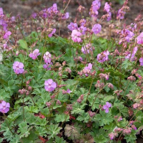 Geranium × cantabrigiense 'Berggarten'