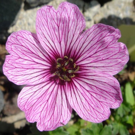 Geranium cinereum 'Ballerina'