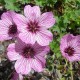 Geranium cinereum 'Ballerina'