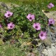 Geranium cinereum 'Ballerina'