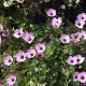 Geranium cinereum 'Ballerina'