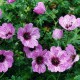 Geranium cinereum 'Ballerina'