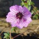 Geranium cinereum 'Laurence Flatman'