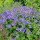 Geranium himalayense 'Baby Blue'