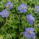 Geranium himalayense 'Baby Blue'