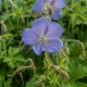 Geranium himalayense 'Baby Blue'