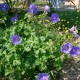 Geranium 'Johnson's Blue'