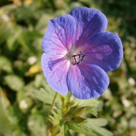 Geranium 'Johnson's Blue'