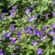 Geranium 'Johnson's Blue'