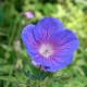 Geranium 'Johnson's Blue'