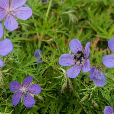 Geranium 'Nimbus'