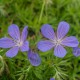 Geranium 'Nimbus'