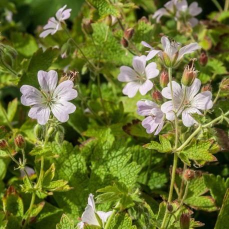 Geranium renardii 'Chantilly'