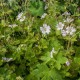 Geranium renardii 'Chantilly'