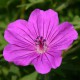 Geranium sanguineum 'Tiny Monster'