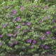 Geranium sanguineum 'Tiny Monster'