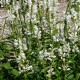 Chelone obliqua 'Alba'