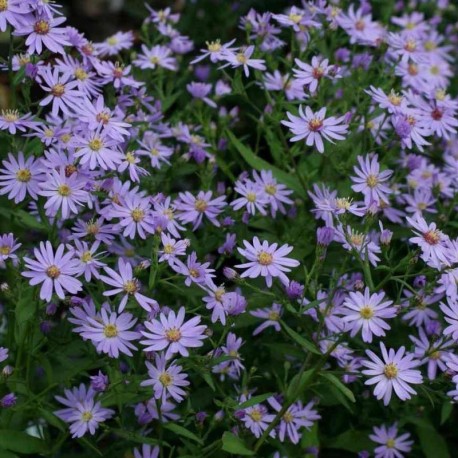 Aster cordifolius 'Blue Heaven'