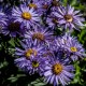 Aster amellus 'Mira'