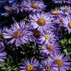 Aster amellus 'Mira'