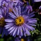 Aster amellus 'Mira'