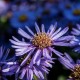 Aster amellus 'Mira'