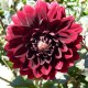 Dahlia 'Karma Choc'