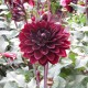 Dahlia 'Karma Choc'