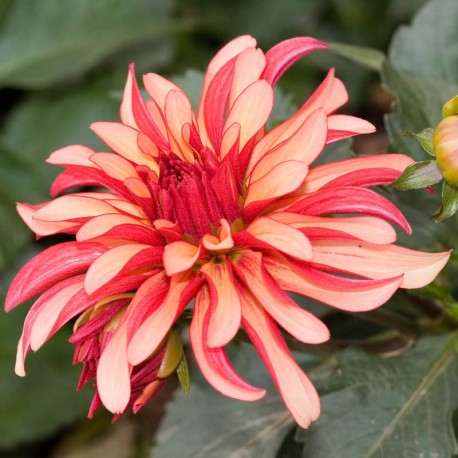 Dahlia 'Gallery Art Deco'