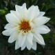 Dahlia 'Karma Serena'