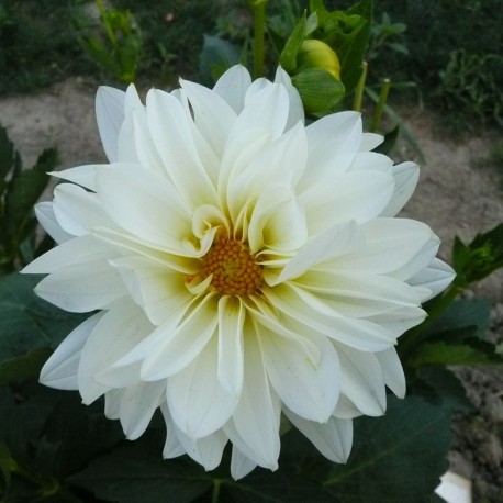 Dahlia 'Karma Serena'