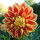 Dahlia 'Maxime'