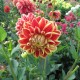 Dahlia 'Maxime'