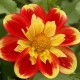 Dahlia 'Pooh'