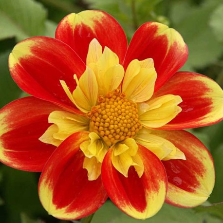 Dahlia 'Pooh'