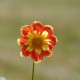 Dahlia 'Pooh'