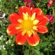 Dahlia 'Pooh'