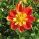 Dahlia 'Pooh'