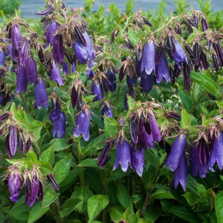 Campanula 'Sarastro'