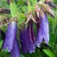 Campanula 'Sarastro'