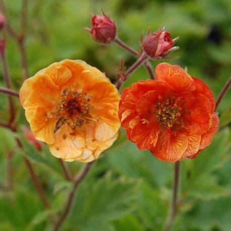 Geum 'Dark and Stormy'