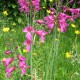 Gladiolus communis subsp. byzantinus