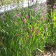 Gladiolus communis