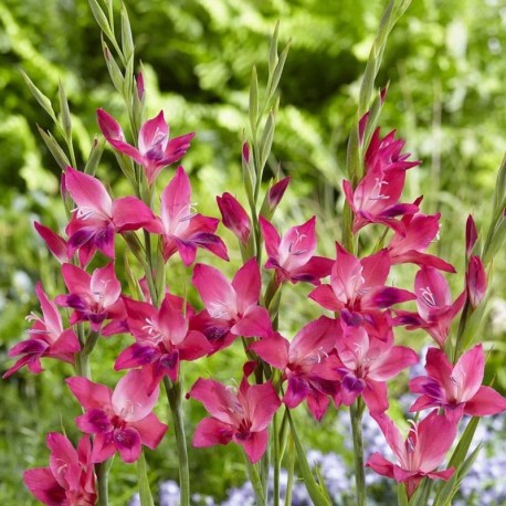 Gladiolus nanus 'Vulcano'