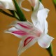Gladiolus nanus 'Nymph'