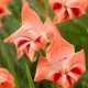 Gladiolus nanus 'Nathalie'