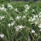 Gladiolus colvillei 'Albus'