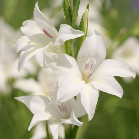 Gladiolus colvillei 'Albus'