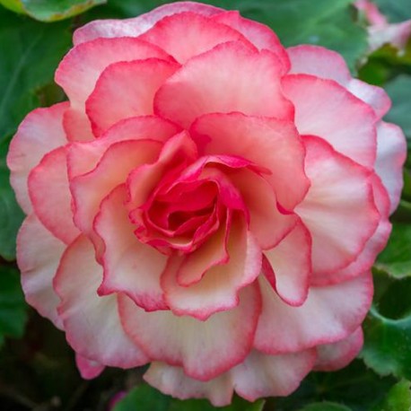 Begonia 'Bouton de Rose'