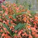 Begonia bertinii 'San Francisco'